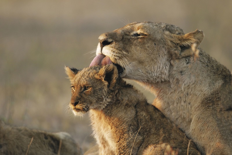 Photo of Elephant Plains Lions